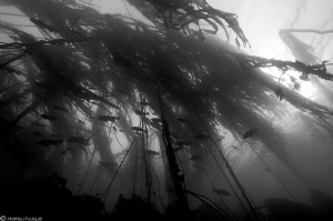 under the kelp forest_BC by Mathieu Foulquié 